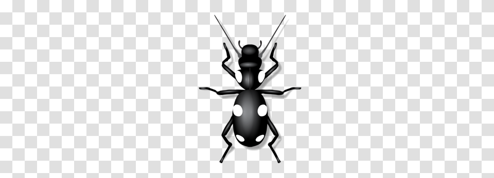 Shutterstock Clipart, Insect, Invertebrate, Animal, Ant Transparent Png