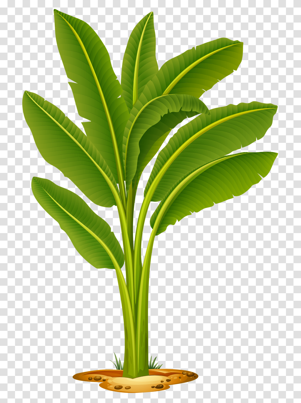 Shutterstock, Plant, Leaf, Green, Tree Transparent Png