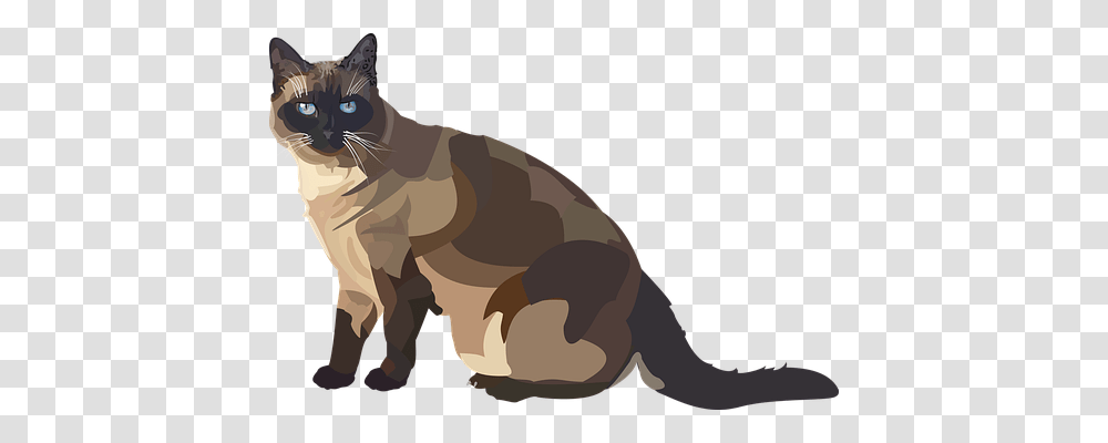 Siam Animals, Mammal, Cat, Pet Transparent Png