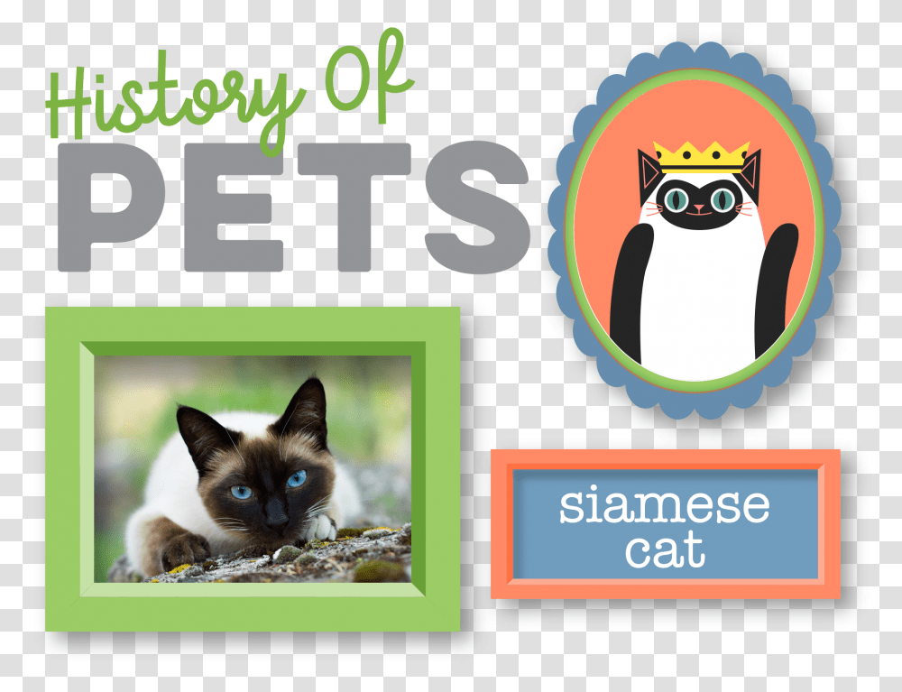 Siamese, Cat, Pet, Mammal, Animal Transparent Png