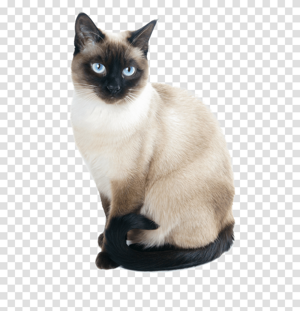 Siamese Cat Siamese Cat, Pet, Mammal, Animal, Dog Transparent Png