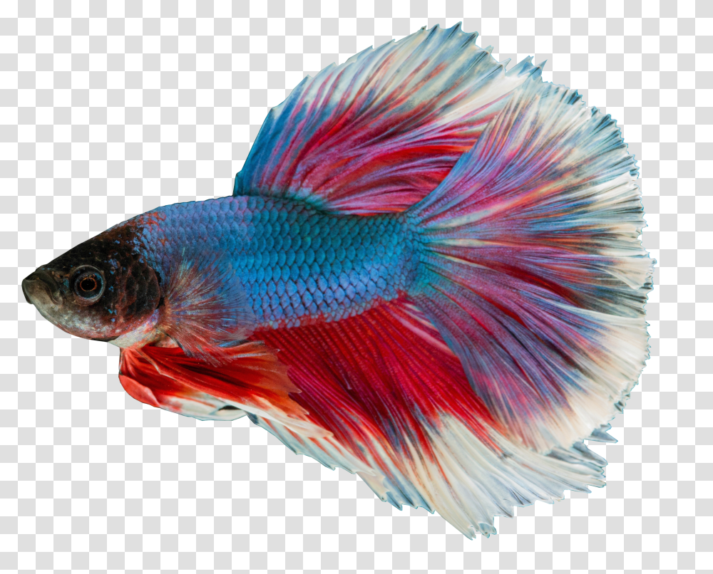 Siamese Fighting Fish Blue Background Transparent Png