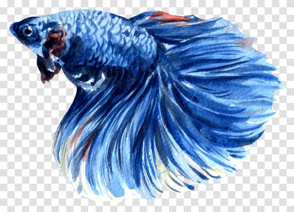 Siamese Fighting Fish Watercolor Betta, Art, Animal, Bird, Figurine Transparent Png