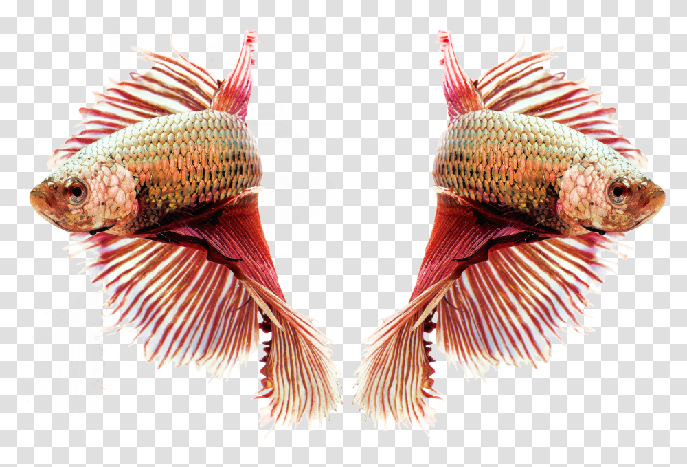 Siamese Fighting Ornamental Fish Aquariumfish Transparent Png