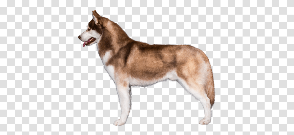 Siberian Husky Breed Course Siberian Husky Brown, Dog, Pet, Canine, Animal Transparent Png