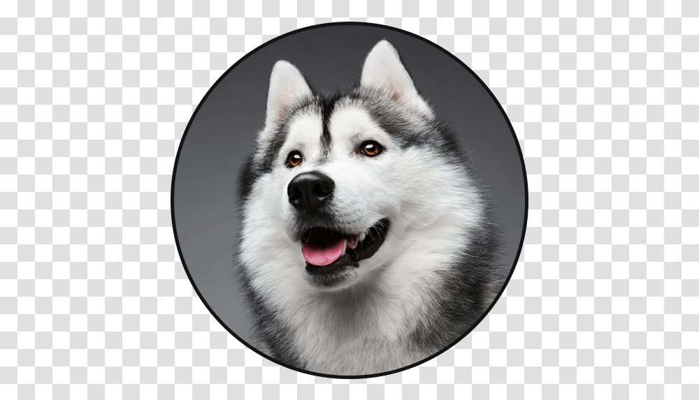 Siberian Husky Dog Sounds Apps On Google Play Animaux Du Salon De L Agriculture, Pet, Canine, Animal, Mammal Transparent Png