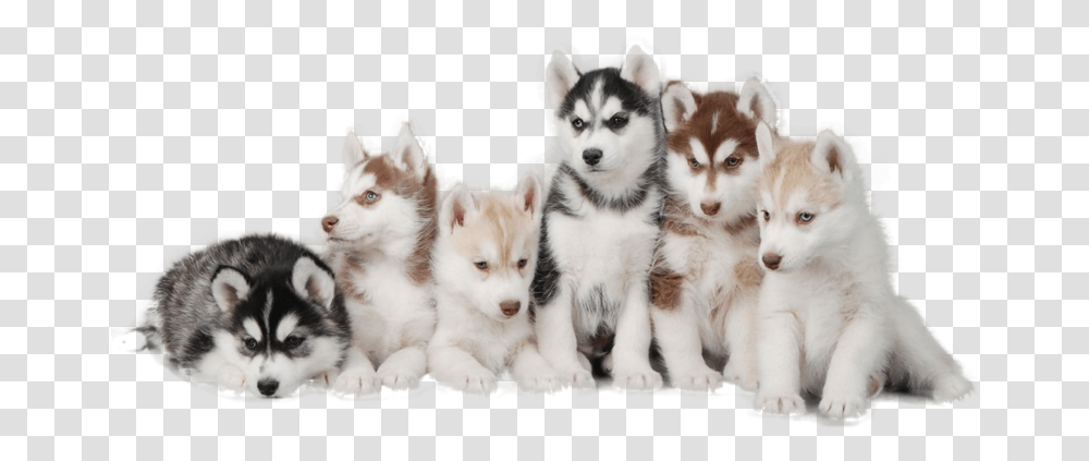 Siberian Husky Hd, Dog, Pet, Canine, Animal Transparent Png