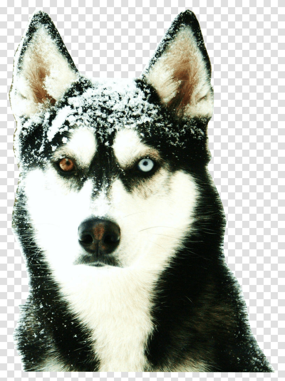 Siberian Husky Odd Eyed, Dog, Pet, Canine, Animal Transparent Png