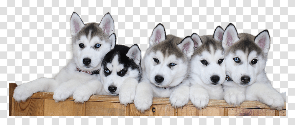Siberian Husky Puppies, Dog, Pet, Canine, Animal Transparent Png