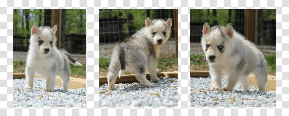 Siberian Husky Puppy, Dog, Pet, Canine, Animal Transparent Png