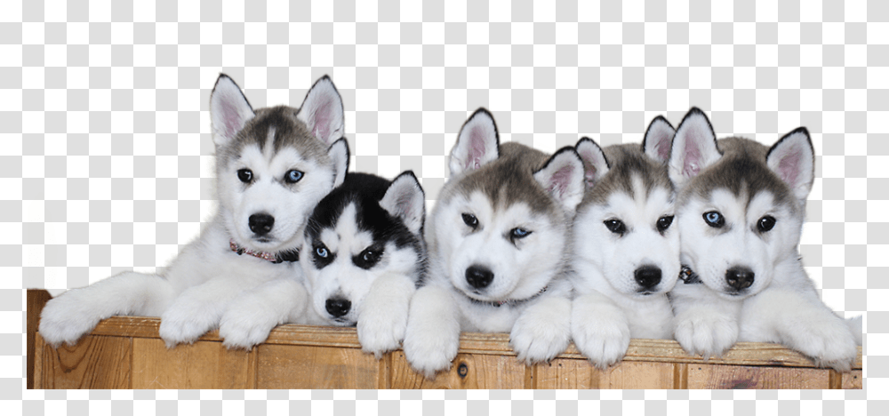 Siberian Husky Puppy File 387 Siberian Husky, Dog, Pet, Canine, Animal Transparent Png