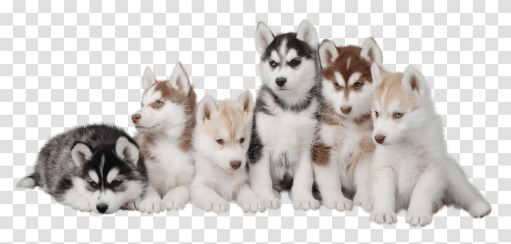 Siberian Husky Puppy Maltese Dog Morkie Husky Puppy, Pet, Canine, Animal, Mammal Transparent Png