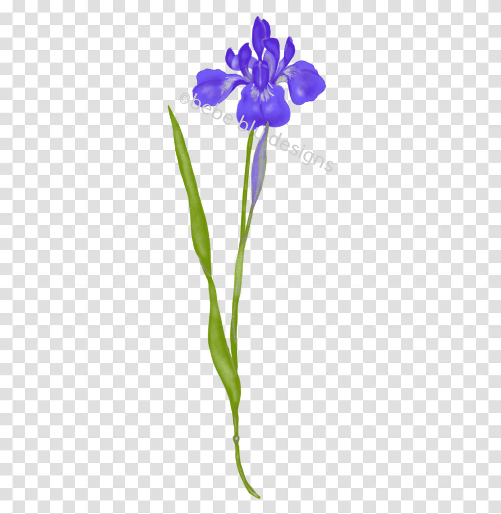Siberian Iris Iris Versicolor, Plant, Flower, Blossom, Petal Transparent Png