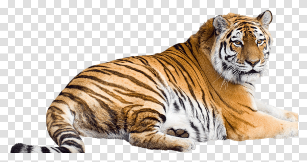 Siberian Tiger Bengal Tiger Malayan Tiger Sumatran Tigre, Wildlife, Mammal, Animal Transparent Png