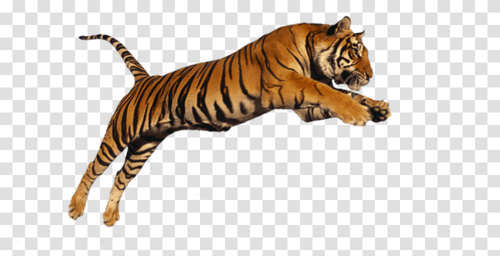 Siberian Tiger Clipart Images Tiger, Wildlife, Mammal, Animal, Zebra Transparent Png