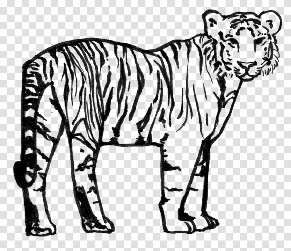 Siberian Tiger, Gray, World Of Warcraft Transparent Png