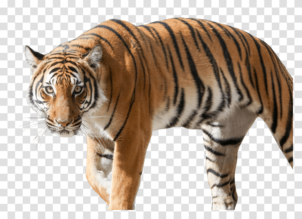 Siberian Tiger Hd Download Download Siberian Tiger, Wildlife, Mammal, Animal Transparent Png