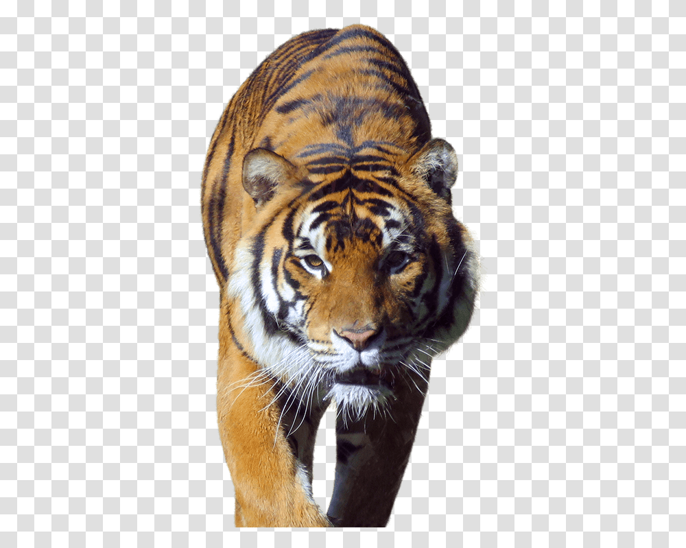 Siberian Tiger Hd Download Download Tiger In Walk, Wildlife, Mammal, Animal Transparent Png
