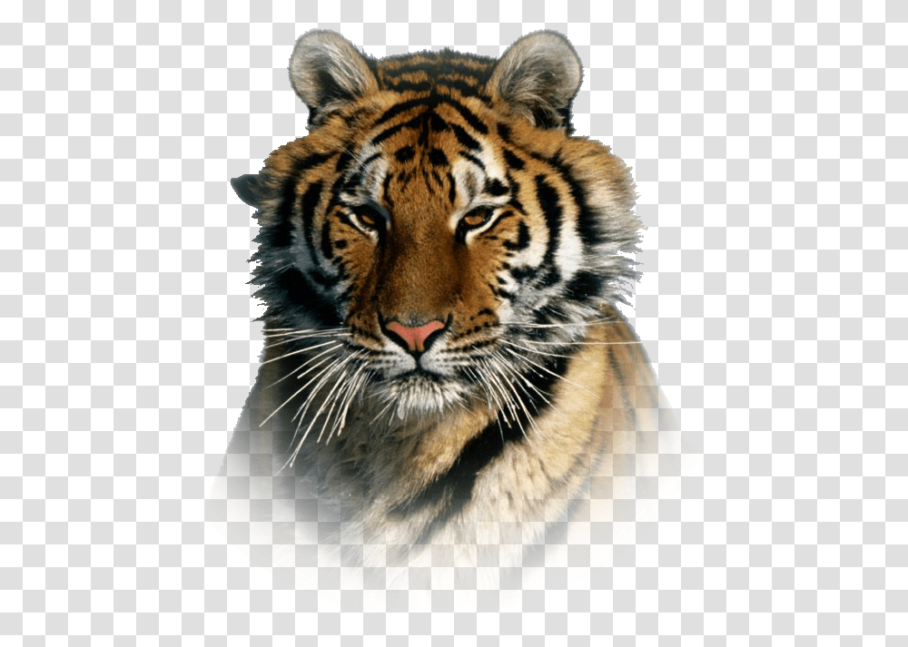 Siberian Tiger Taiga, Wildlife, Mammal, Animal, Panther Transparent Png