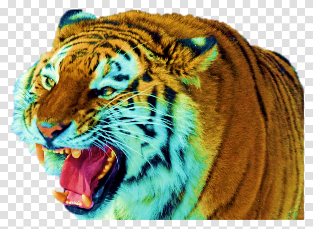 Siberian Tiger Transparent Png