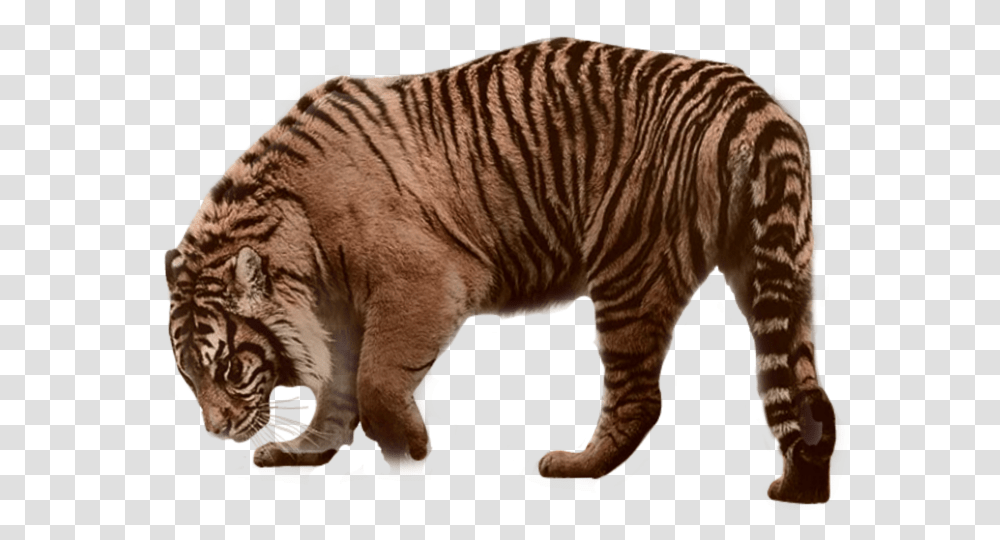 Siberian Tiger, Wildlife, Animal, Mammal, Zebra Transparent Png