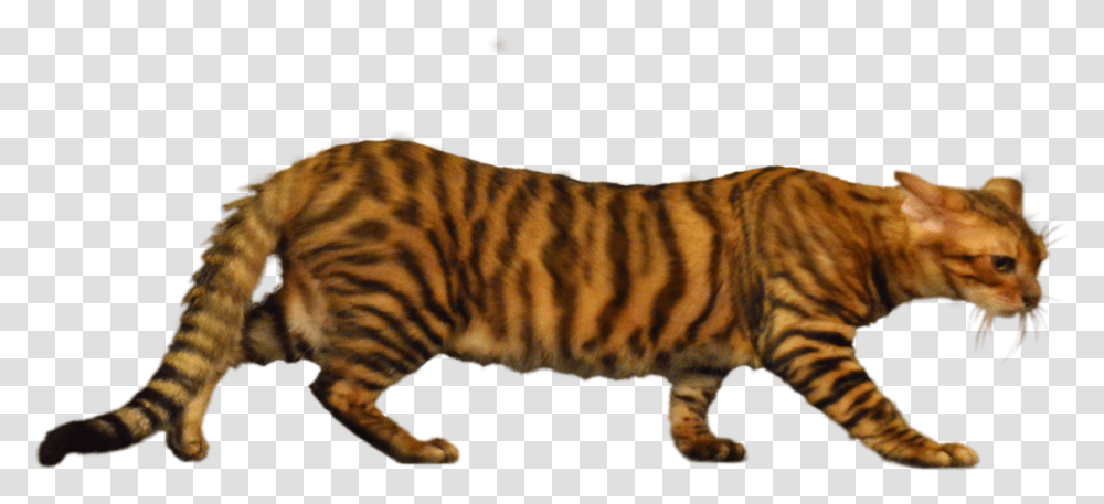 Siberian Tiger, Wildlife, Mammal, Animal, Manx Transparent Png