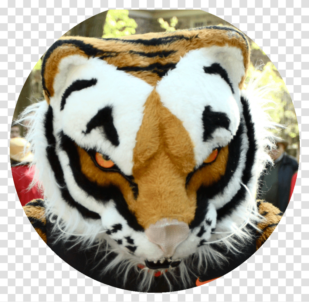 Siberian Tiger, Wildlife, Mammal, Animal, Person Transparent Png
