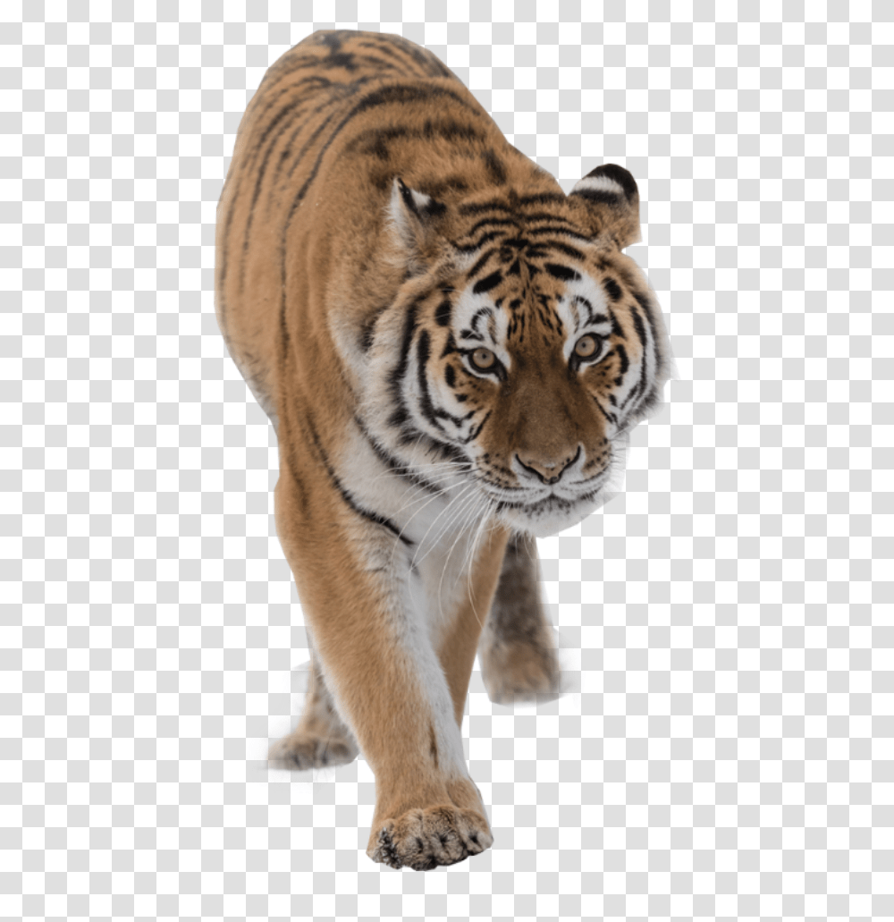 Siberian Tiger, Wildlife, Mammal, Animal Transparent Png