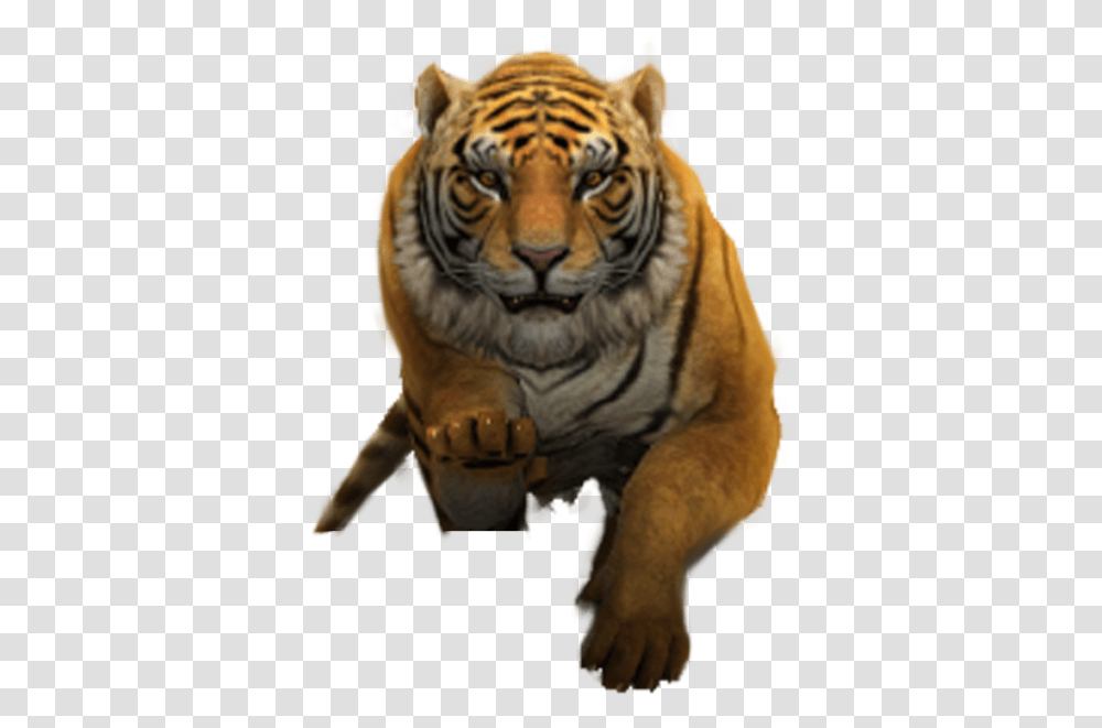 Siberian Tiger, Wildlife, Mammal, Animal Transparent Png