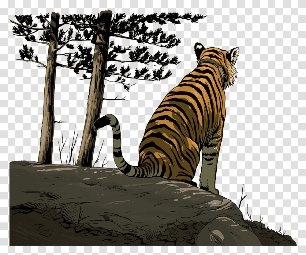 Siberian Tiger, Wildlife, Mammal, Animal, Zebra Transparent Png