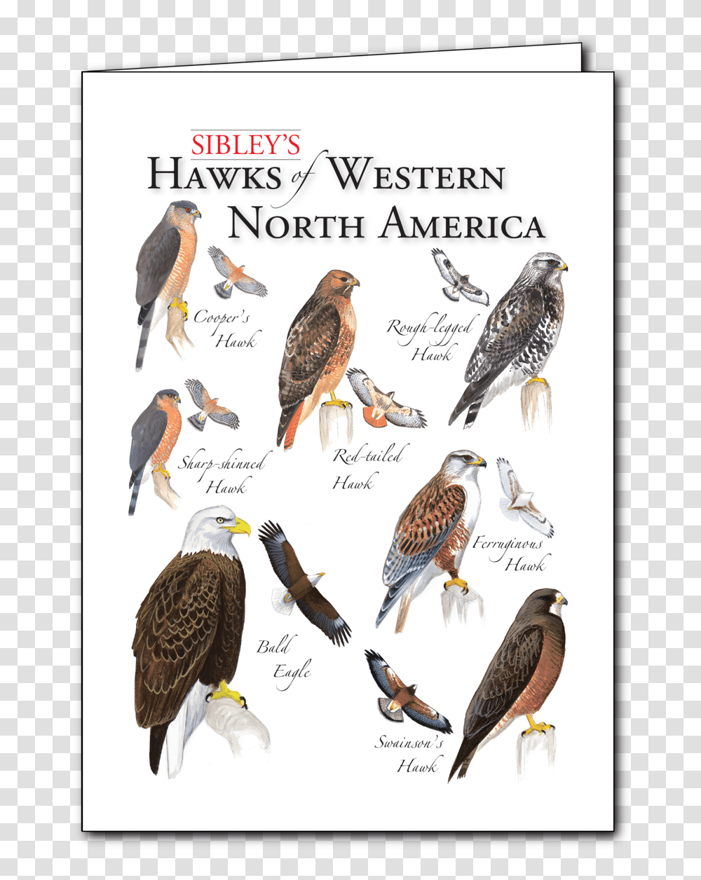 Sibley S Hawks Of Western Na Regional Card Osprey, Bird, Animal, Kite Bird, Buzzard Transparent Png