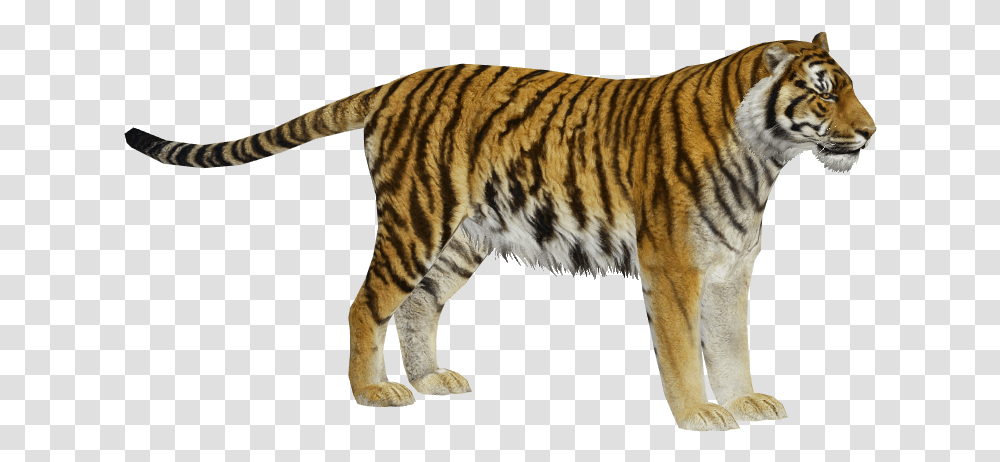 Sibtigermale 1 Zoo Tycoon 2 Siberian Tiger, Wildlife, Mammal, Animal Transparent Png