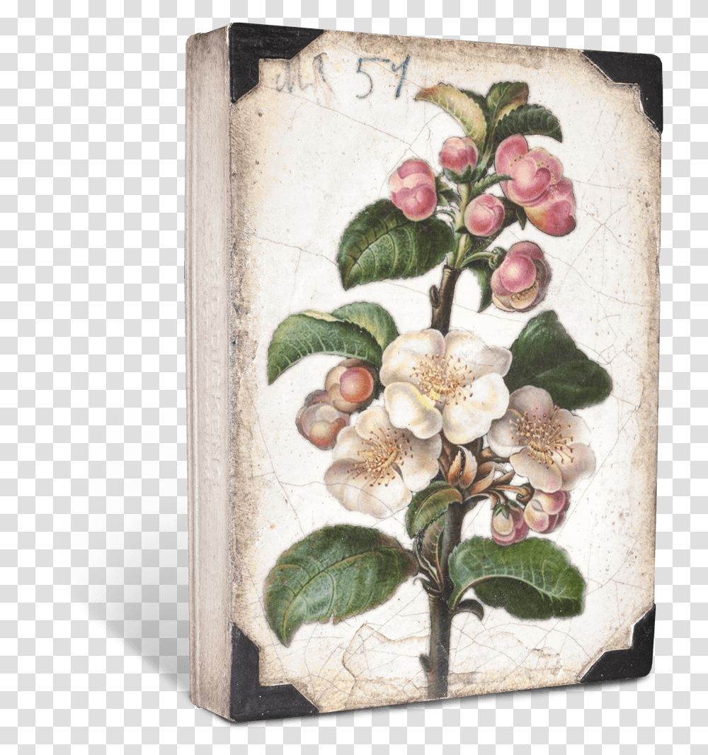Sid Dickens Apple Blossom, Painting, Plant, Pineapple Transparent Png