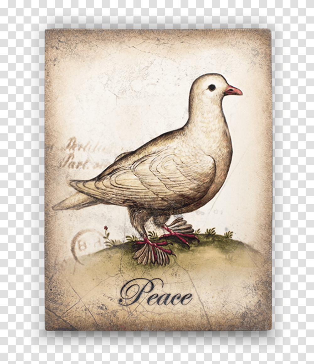 Sid Dickens Dove, Bird, Animal, Drawing Transparent Png
