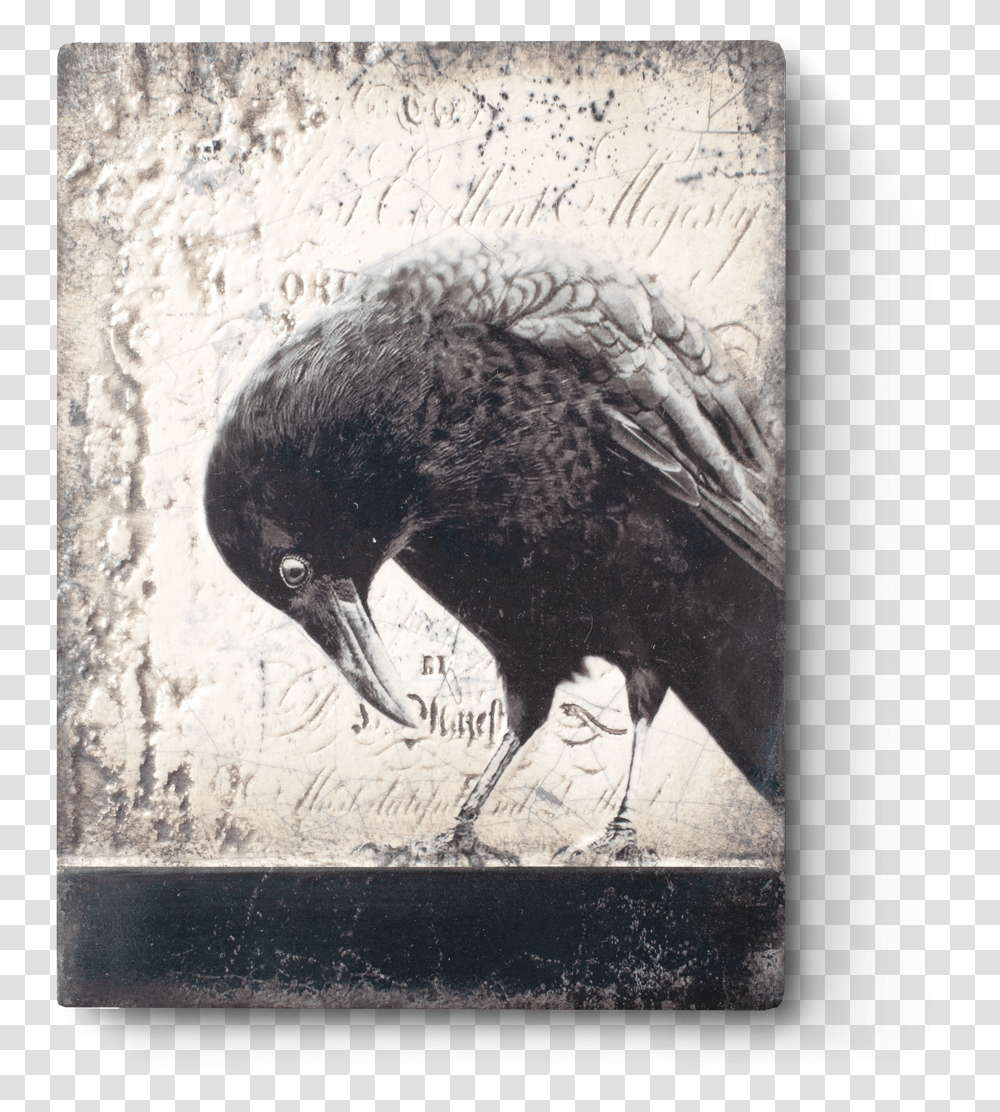 Sid Dickens Inc, Bird, Animal, Crow, Beak Transparent Png