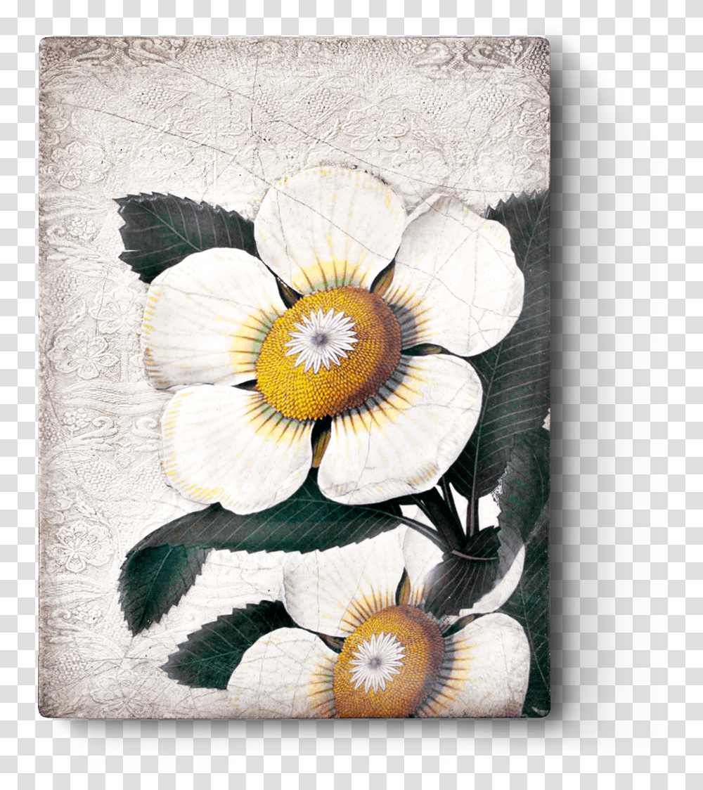 Sid Dickens Inc, Canvas, Floral Design, Pattern Transparent Png