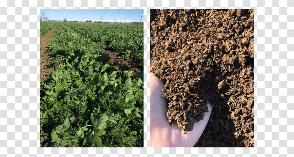 Side By Side Of Plants And Soil Cash Crop, Nature, Outdoors, Field, Food Transparent Png