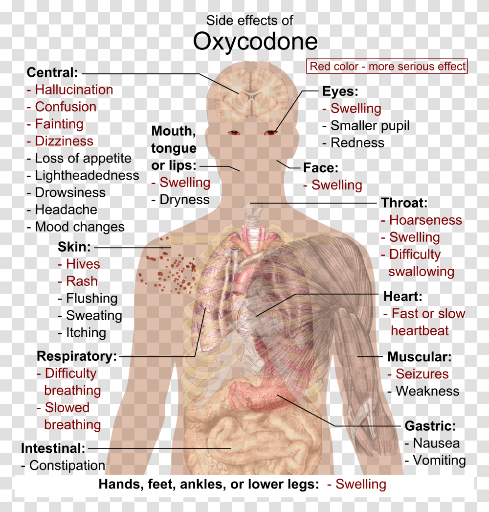 Side Effects Of Oxycodone Oxycodone Side Effects, Plot, Diagram, Person, Poster Transparent Png