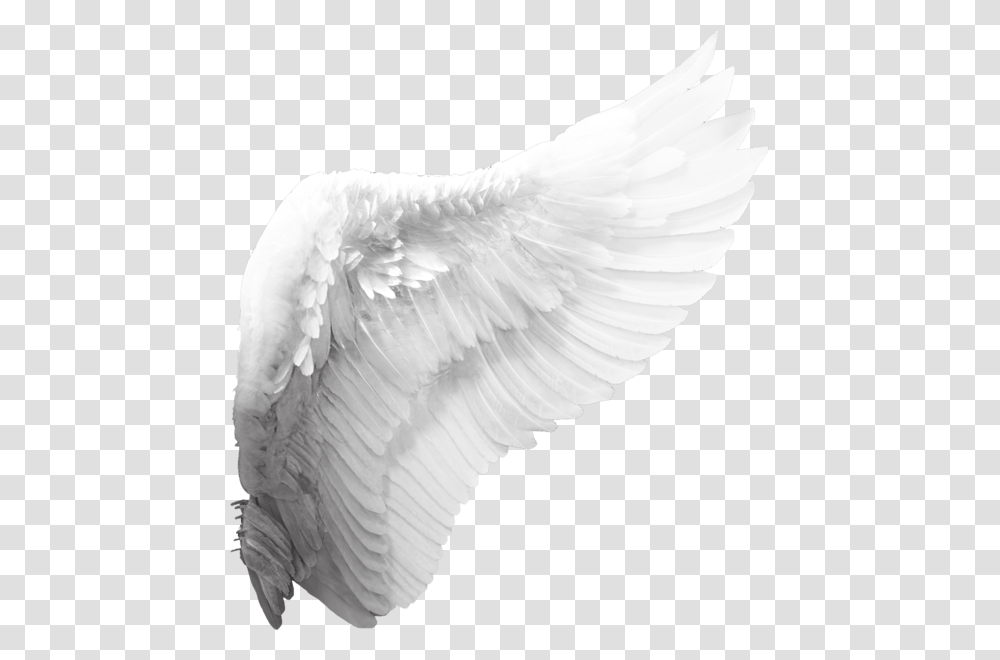 Side View Angel Wings, Bird, Animal, Archangel Transparent Png