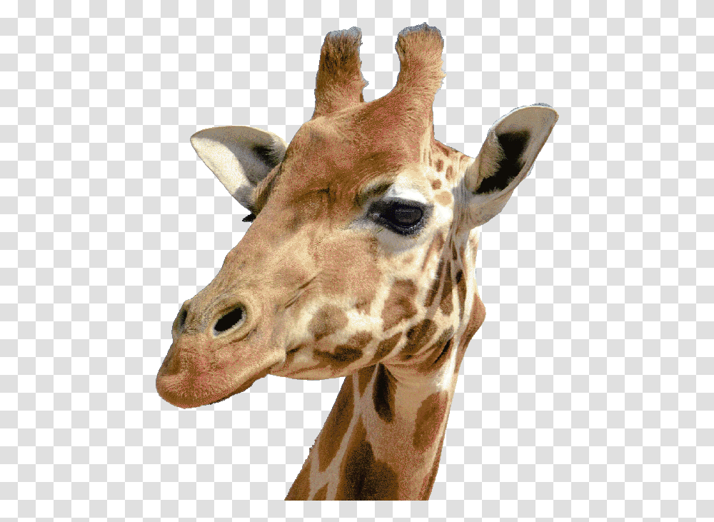Side View Giraffe Head, Wildlife, Mammal, Animal Transparent Png
