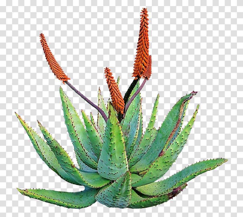 Siembra De Aloe Vera Aloe Vera, Plant Transparent Png
