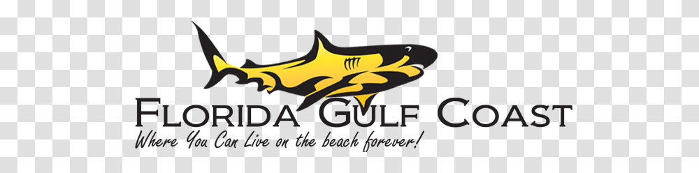 Siesta Key Florida, Animal, Sea Life, Shark Transparent Png