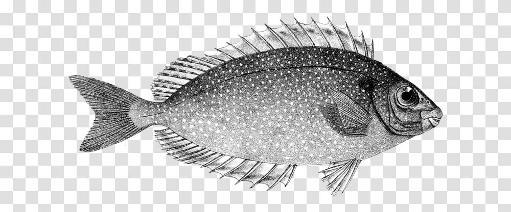 Siganus Fuscescens Pinspotted Spinefoot, Fish, Animal, Cod, Halibut Transparent Png