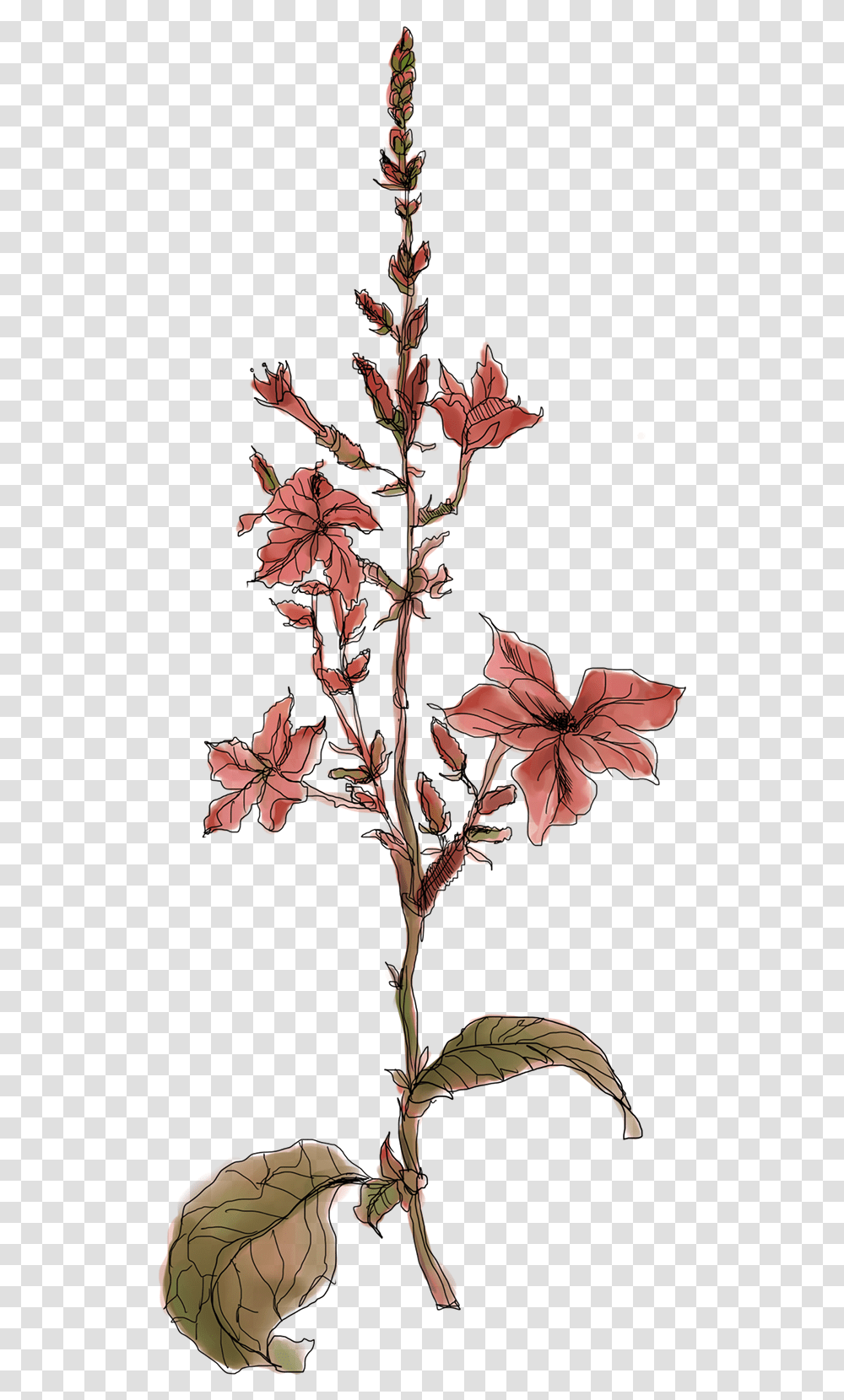 Sign Up To Join The Conversation, Plant, Flower, Blossom, Acanthaceae Transparent Png