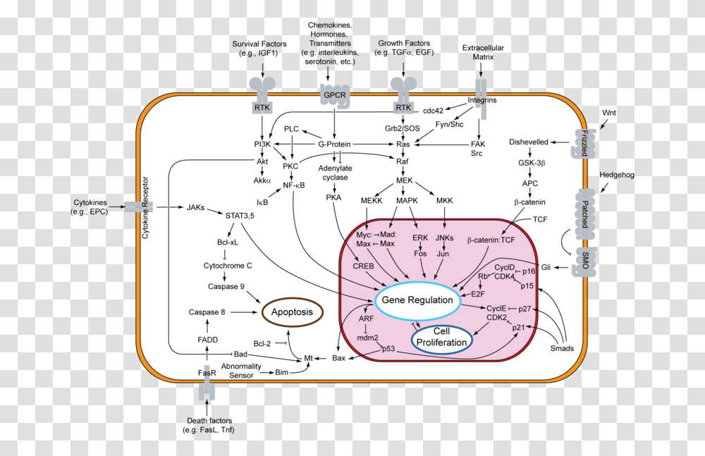 Signal Transduction V1 Overview Of Signal Transduction Pathways Involved In, Plot, Vegetation, Plant, Diagram Transparent Png