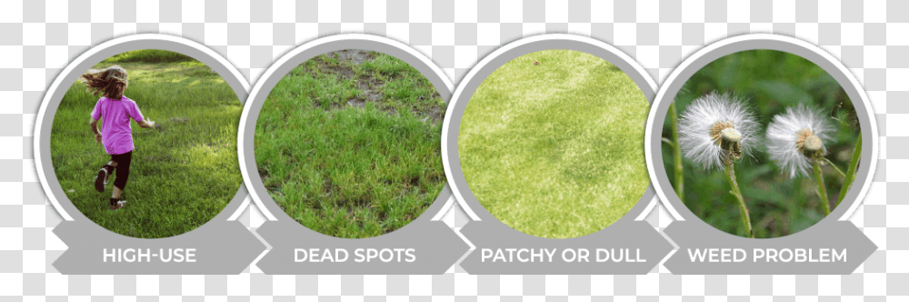 Signs That It Is Time To Overseed Your Colorado Lawn Moss, Person, Grass, Plant, Vase Transparent Png
