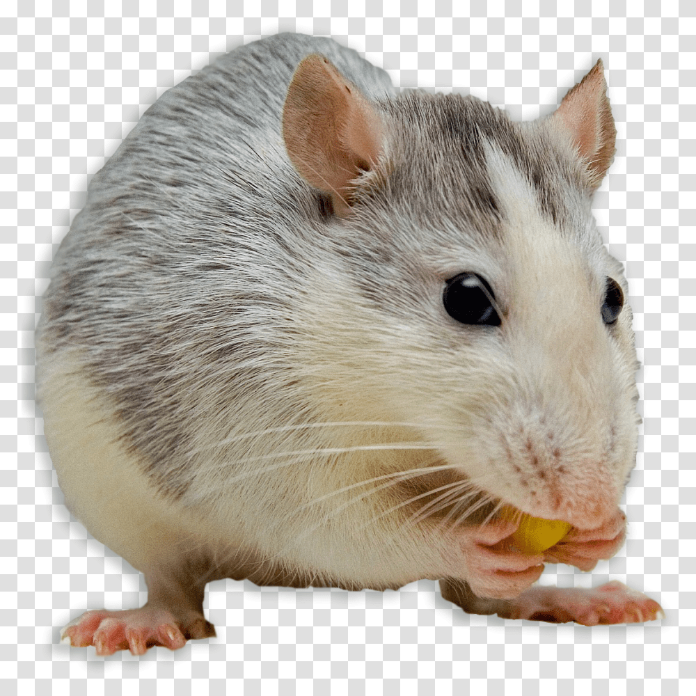 Signs You May Have Mice Mouse Pets, Rodent, Mammal, Animal, Rat Transparent Png