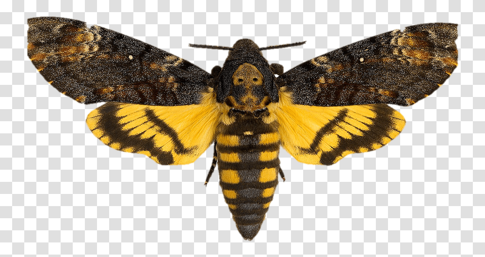 Silence Of The Lambs Death's Head Moth, Insect, Invertebrate, Animal, Butterfly Transparent Png