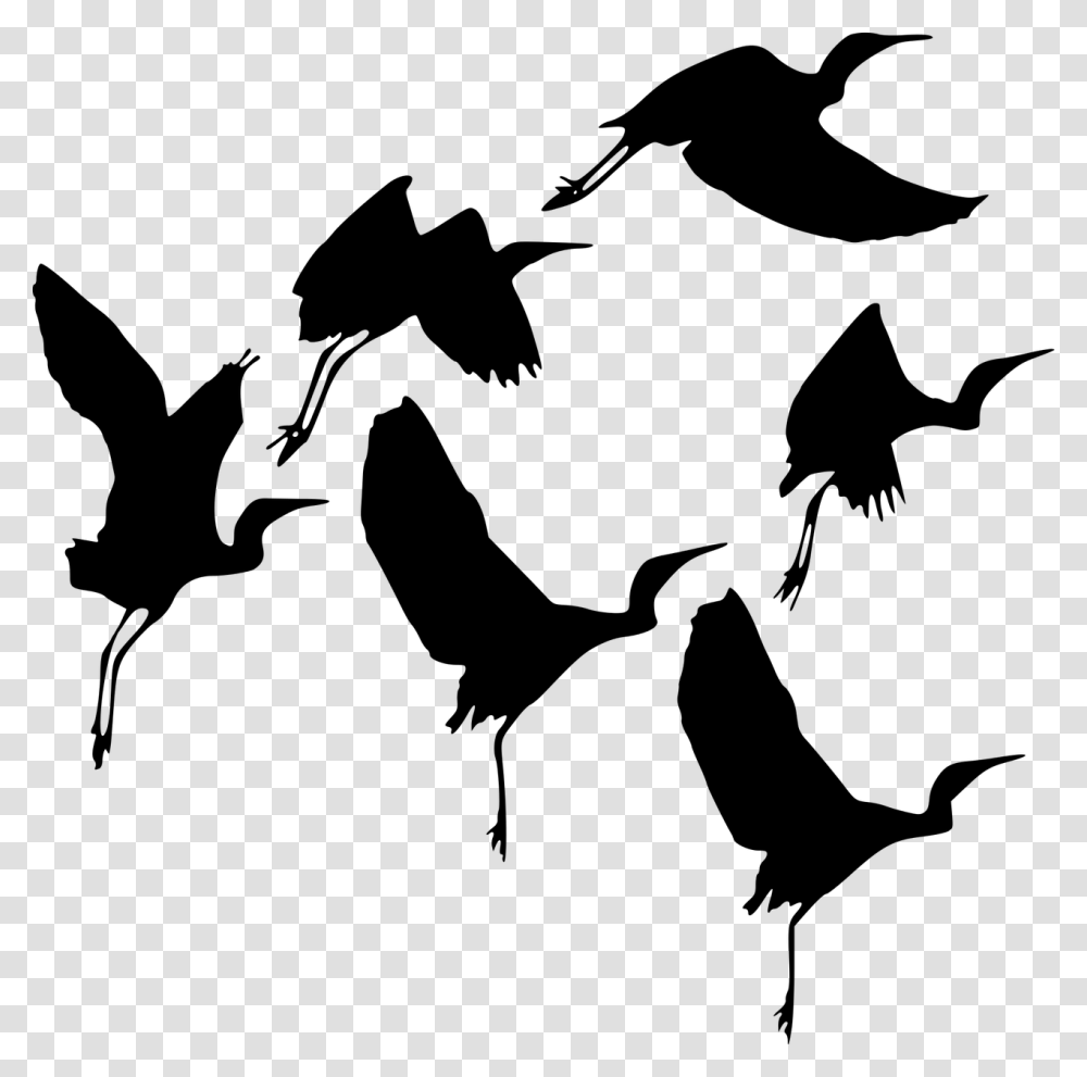 Silhouette Bird Fly Free Photo Burung, Gray, World Of Warcraft Transparent Png
