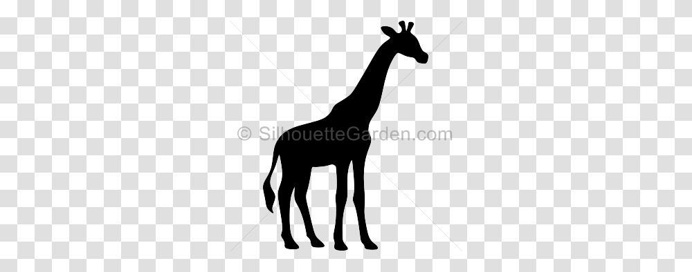 Silhouette Clip Art, Mammal, Animal, Giraffe, Wildlife Transparent Png